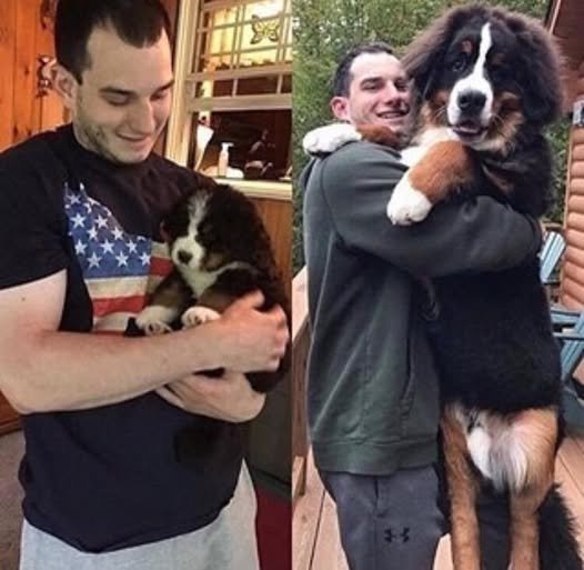 From paw to hug: A photo that shows how love knows no size