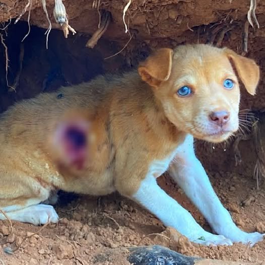 Wounded Puppy Rescued from Cave Now Thrives with New Hope