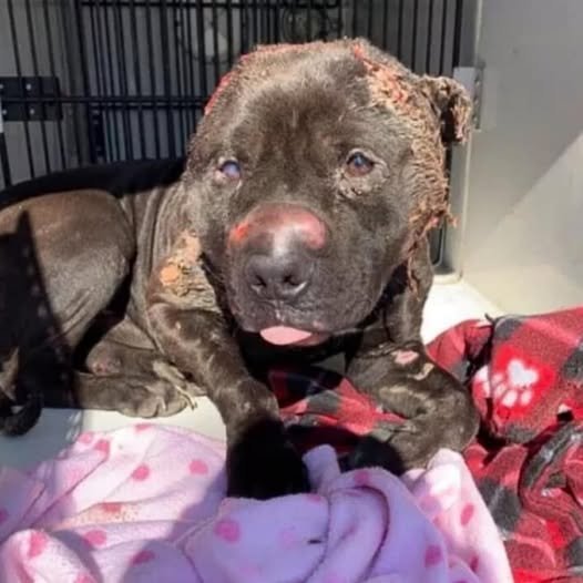 From Bait Dog to Beloved Pet: Bjarni’s Inspiring Comeback