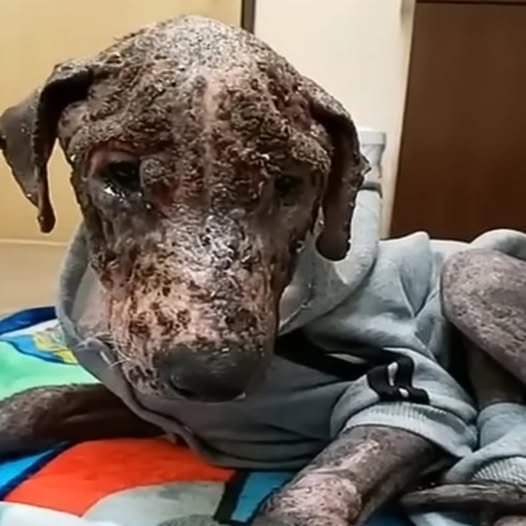 From Pain to Joy: Thomas the Puppy’s Incredible Transformation
