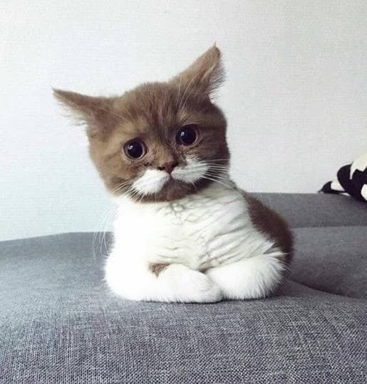 Cat with a mustache: The look that conquered the internet
