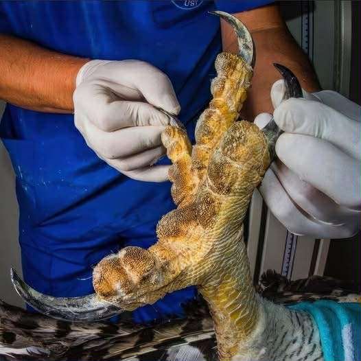 Giant Eagle captured in Bro…See more