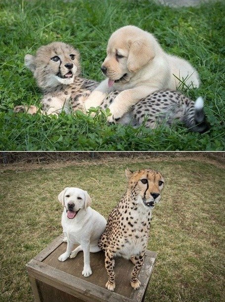 The unusual friendship of a dog and a cheetah: Grown up together, bonded forever