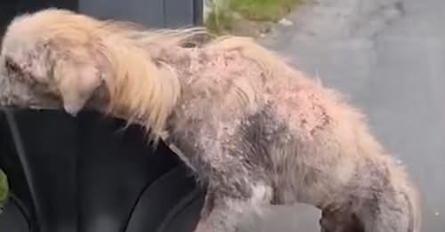 From Mangy Stray To Golden Beauty