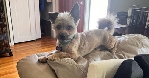 Meet Muppet: The Little 11-Pound Dog Who Was Saved From Euthanasia Now Searching For Love