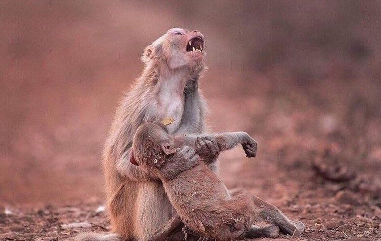 From despair to miracle: Photo of a monkey and its surviving cub