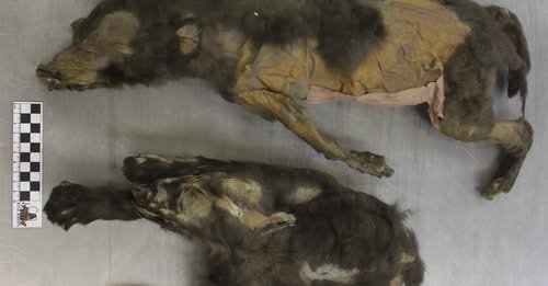 14,000-Year-Old ‘Puppies’ Found in Siberia Were Wolf Littermates Who Dined on Woolly Rhino