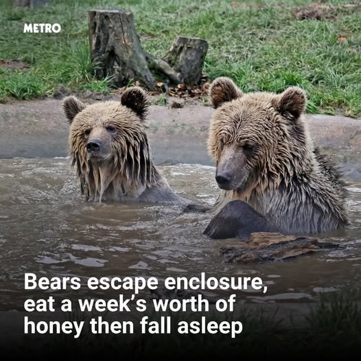 Two bears escape Devon enclosure to eat week’s worth of honey before falling asleep