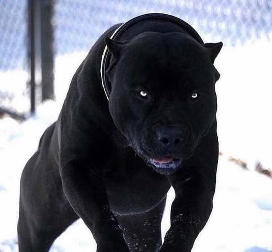 A dog that looks like a black panther: The elegance of power in motion