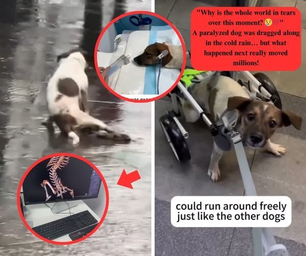 Disabled Dog Crawling in the Rain: Heartbreaking Moment That Moved the World to Tears