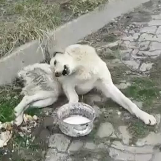 Paralyzed Stray Ignored by Everyone Finally Rescued—Now He’s Learning to Walk Again