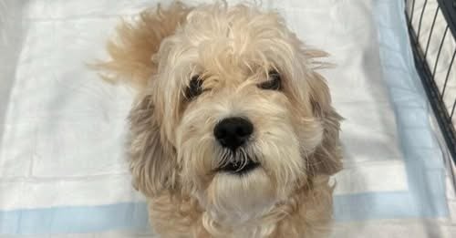 Meet The Small Dog Saved From a High-Kill Shelter Now Looking For Love