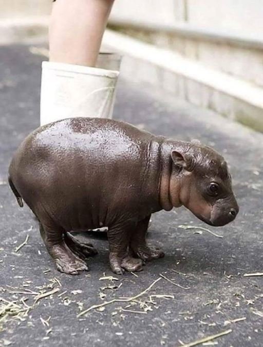 Born two hours ago – and already charmed the world