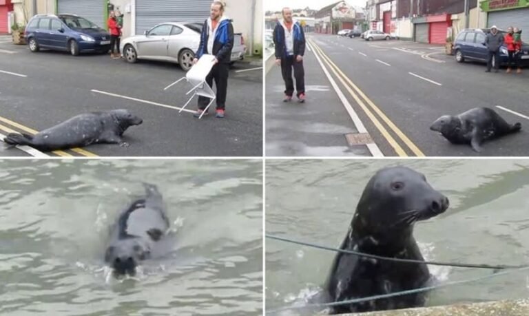Sammy the seal’s incredible routine: Right on time, every day, for his fish