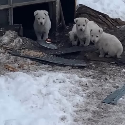 Five Orphaned Puppies Wait for a Mom Who’ll Never Return—But Find Hope Through Rescue