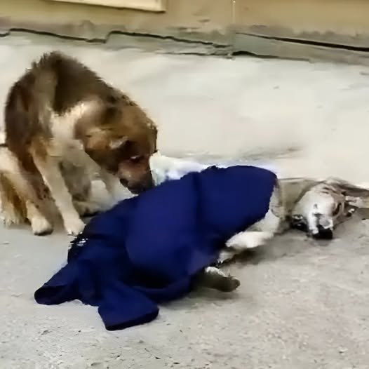 Loyal Dog Refuses to Leave Injured Mate, Touches Hearts Around the World