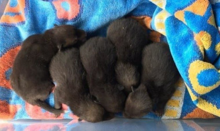 She was cleaning the garden and when she picked up the old mattress she found 5 puppies.