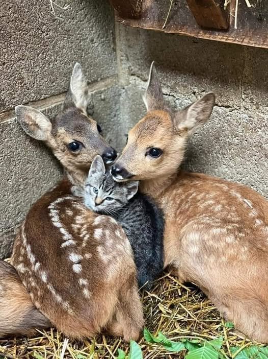 Unusual friendship: Deer and kitten find shelter and tenderness together