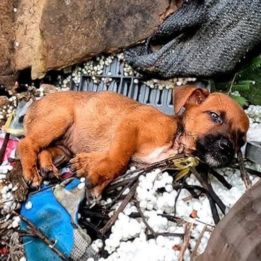 Tiny Puppy Left at Construction Site Finds Hope in a Friend’s Act of Kindness