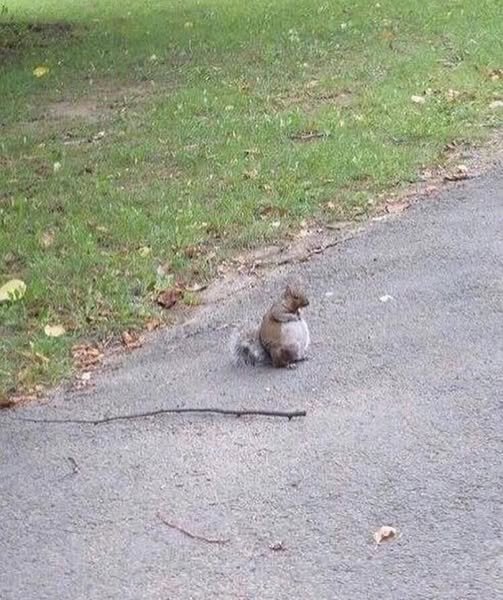 Photo of pregnant squirrel that conquered the internet with its silence