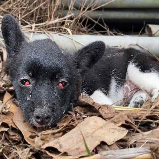 Crying Puppy Ignored for Days Finds Hope in a Stranger’s Kindness