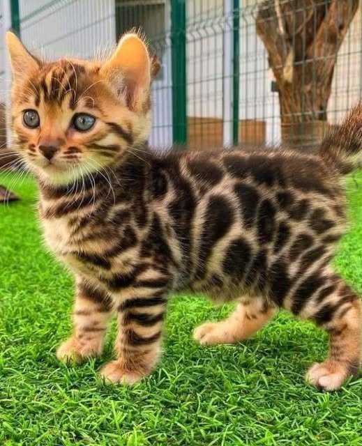 Bengal cat: the perfect combination of wildness and elegance