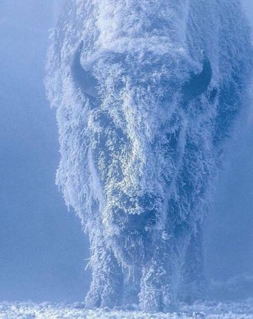 A symbol of strength in the snowy silence: The bison that defies nature
