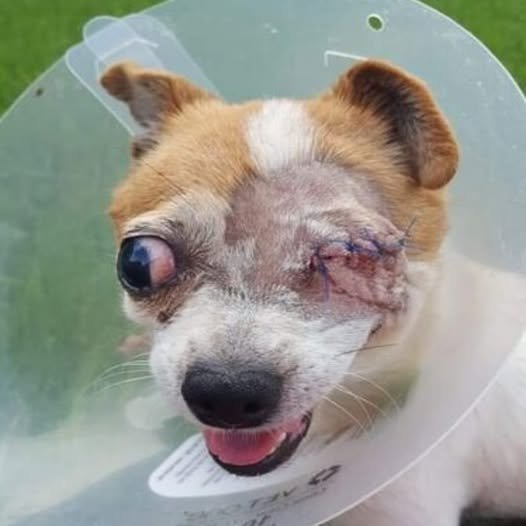Paralyzed Dog and Her Blind Buddy Prove Rescue Pets Change Lives in Unforgettable Ways