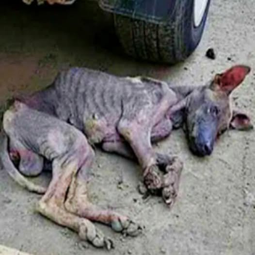 Thought She Was Dead: Woman Prepares to Bury Dog, Then the Unexpected Happens