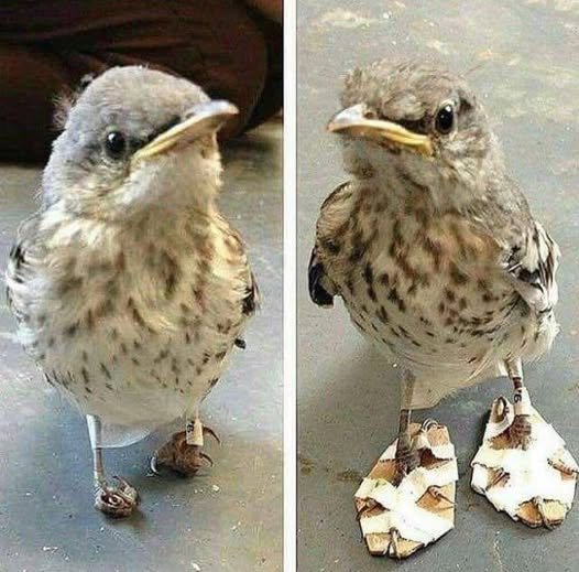 Second chance: how hard work and knowledge saved one bird’s future