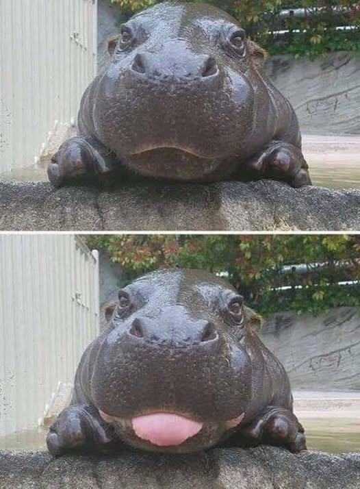 The baby hippo that conquered the internet in just two photos