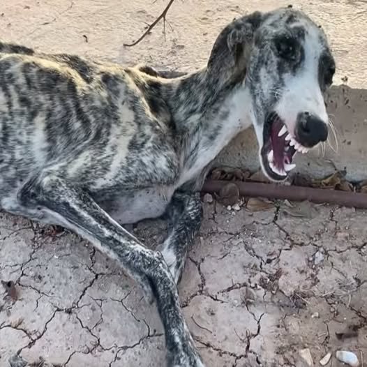 Heartbreaking Rescue: Starving Dog Breaks Down in Tears When Help Arrives