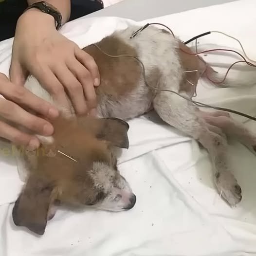 From Slaughterhouse to Second Chances: Toby’s Journey of Survival and Hope