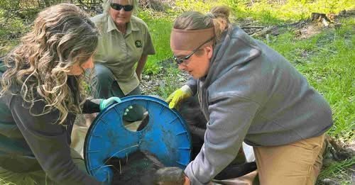 After spending two years with a plastic lid around its neck, a young black bear is finally free