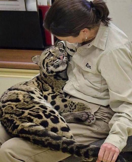 When trust looks like this: the clouded leopard and the power of silent connection
