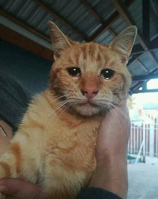 A look that says it all: Photo of rescued cat touches thousands of people