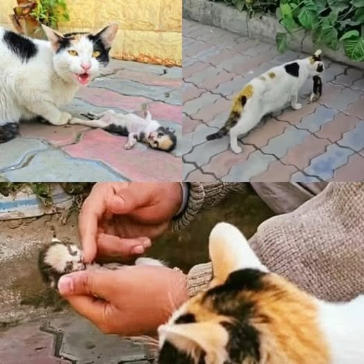 Mama cat places her dying kitten in man’s hands, receives a response she will never forget