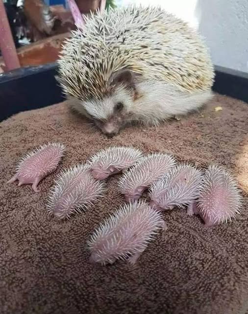 Incredible wonders of nature: See adorable newborn hedgehogs
