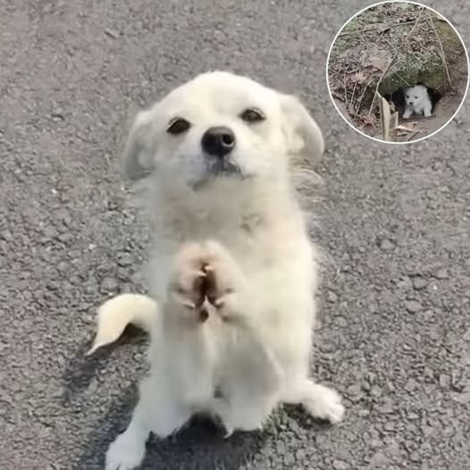 Mother Dog Stops Traffic to Save Her Puppies Hiding in a Cave