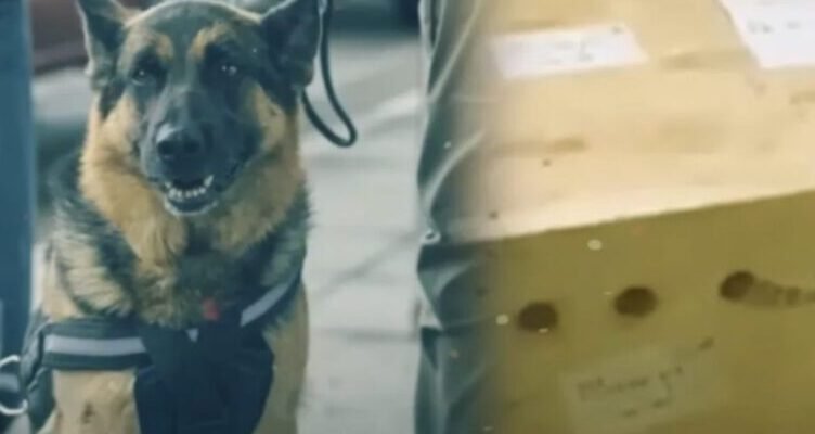 At the airport a police dog sniffed a bag and what it found shocked everyone