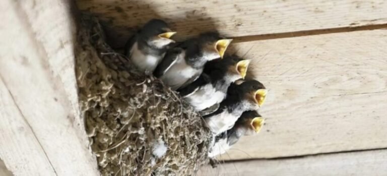 A swallow built a nest under your roof This folk omen will amaze you