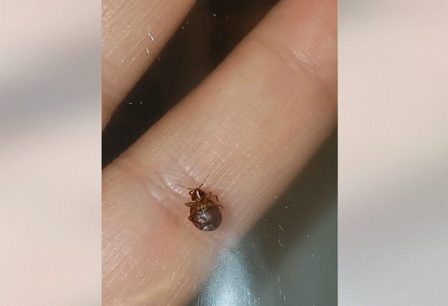 Methods for Eliminating Bed Bugs