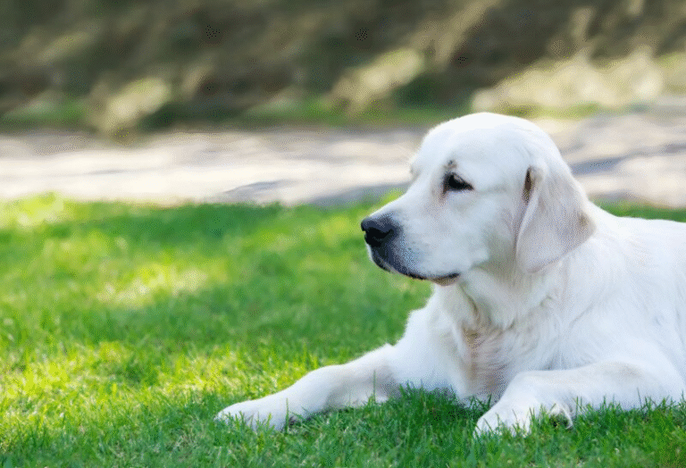 At night, our dog quietly entered the room, placed his paws on my sleeping wife’s chest, and started barking – we were terrified when we realized why the animal was doing that