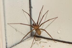 This Spider Will Harm You With Just One Bite.
