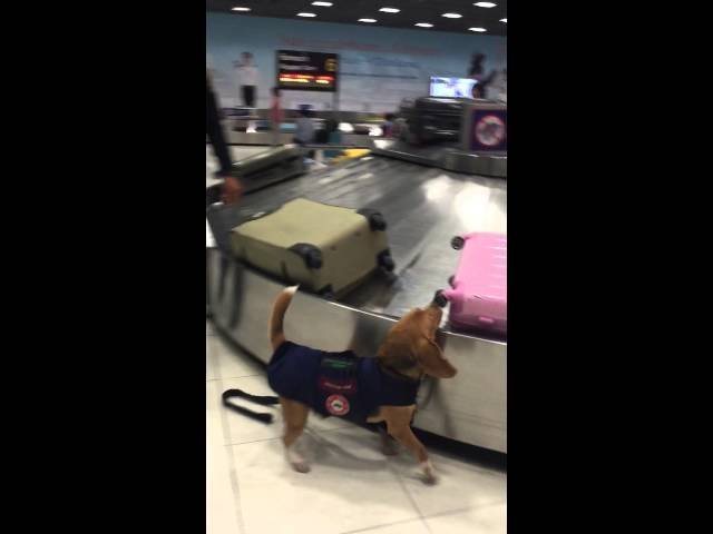 Beagle police dog@Suvarnabhumi airport TH