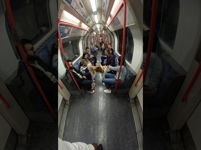 Train interactions with my Dog!! #youtubeshorts #shorts #husky #london #tube #underground #subway