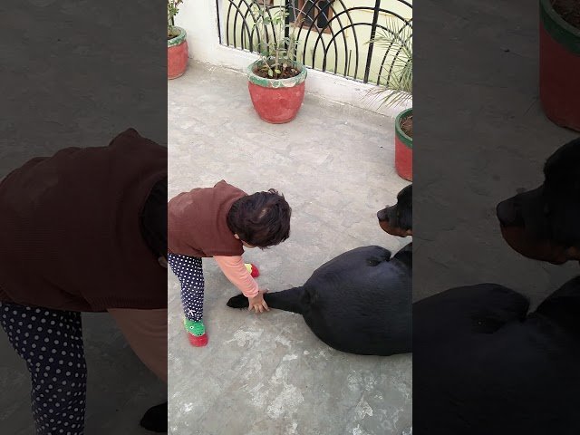 Don’t Pull my tail, Human Baby..