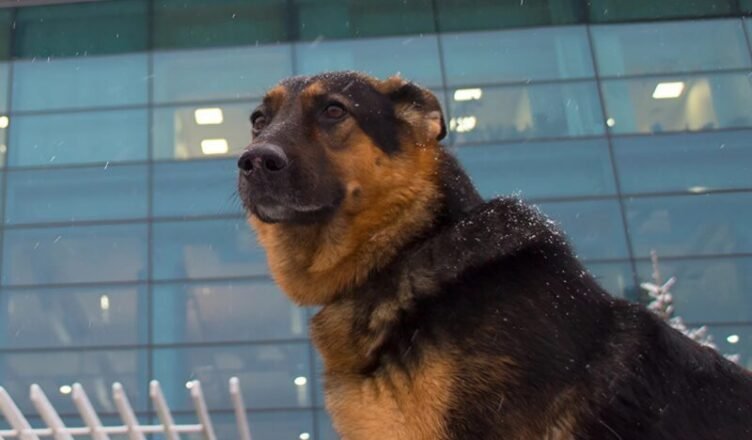 People at the airport noticed a man in uniform lying on the floor, with a German shepherd sitting beside him: everyone was shocked when they found out why the animal was barking and growling at those nearby